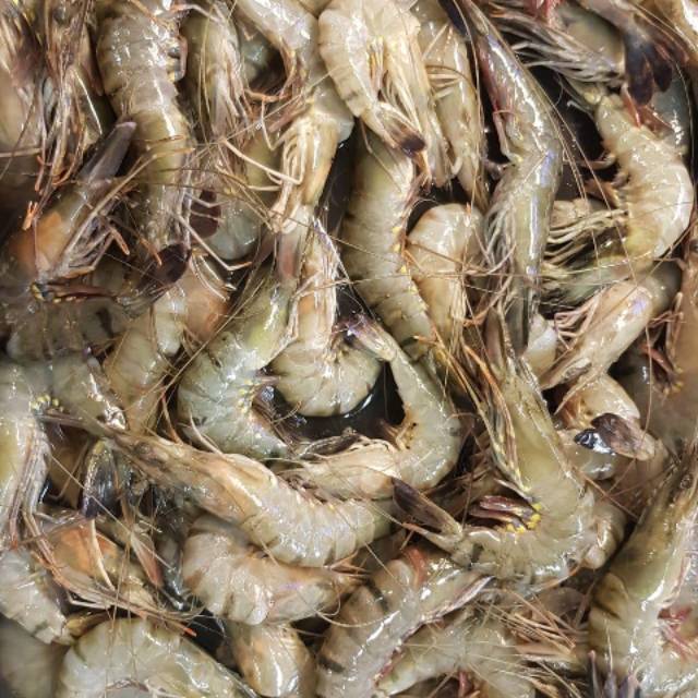 

Udang besar segar