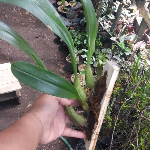 Anggrek Bulbo Lobii / lowii