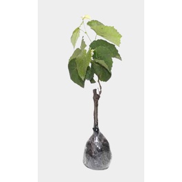 BIBIT ANGGUR 3 VARIAN