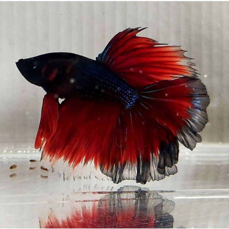 

Ikan Cupang HALFMOON RED