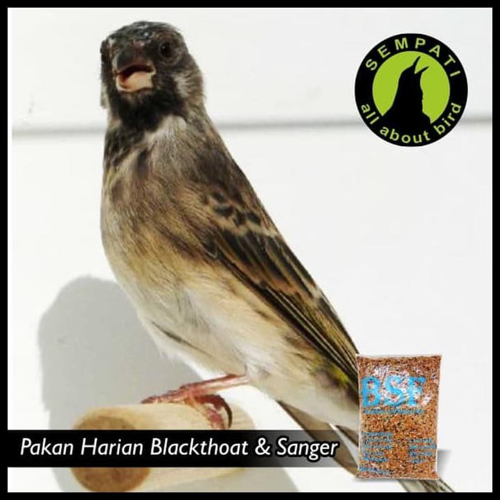 Produk Terbaik Pakan Burung Mozambik Blackthroat Sanger Mozambik