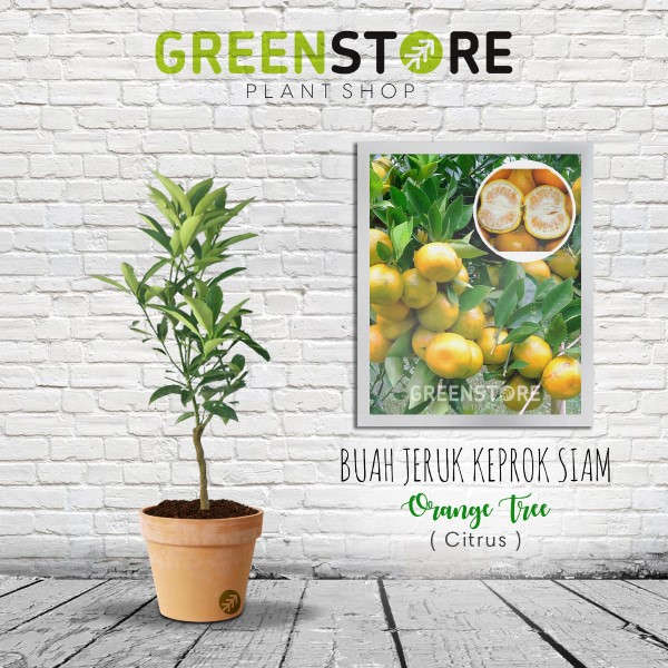 Bibit Jeruk Keprok Siam