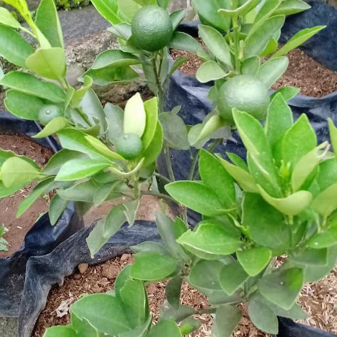 Kk1 Asli Bibit Pohon Jeruk Kip/Peras/Lemon Cina Sdh Berbuah Banyak 50-60Cm Terlaris Kw Asli