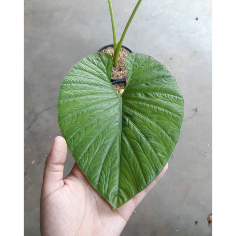 Alocasia alba