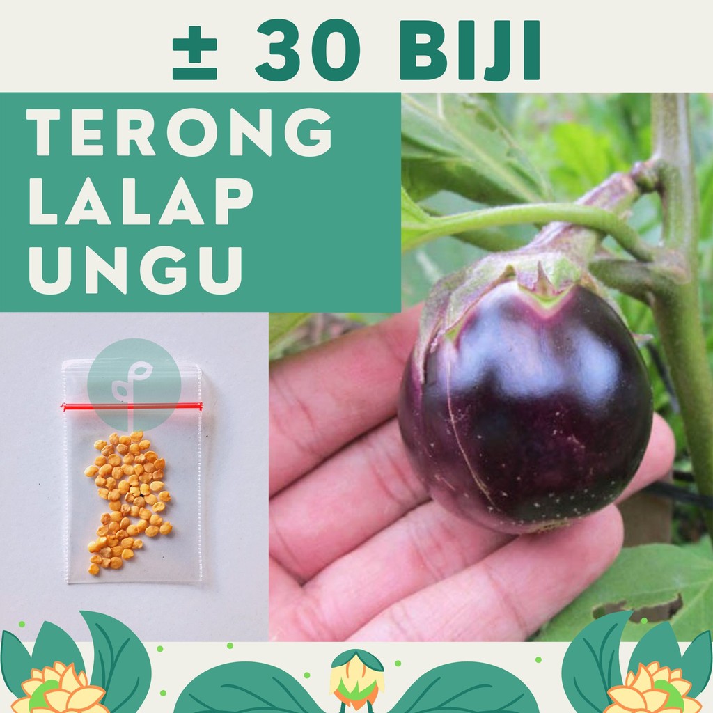 Bibit Sayuran Benih Sayur Paket Lengkap Hidroponik Kangkung Bayam Cabe Sawi Selada Terong Tomat dll-TERONG LALAP UNGU