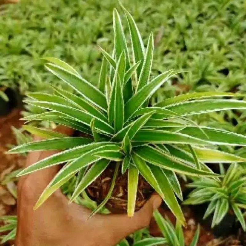 pohon bunga lili paris