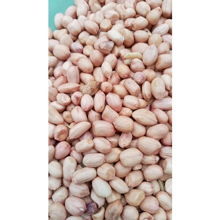 

kacang tanah
