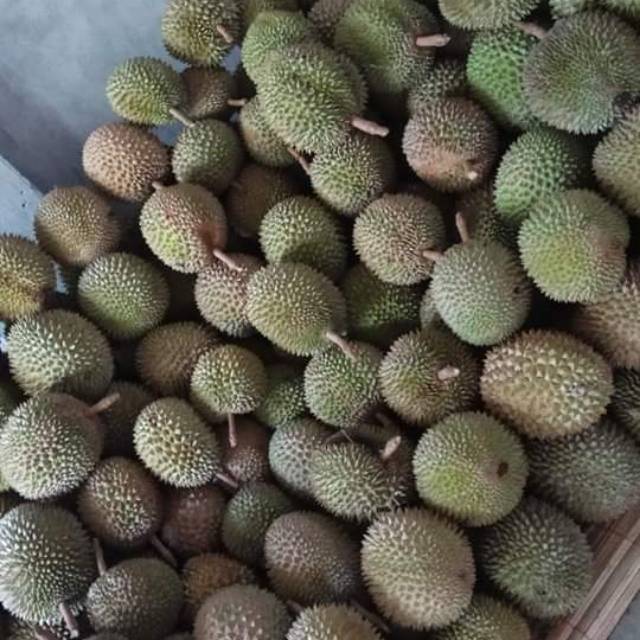 

Duren medan mateng pohon