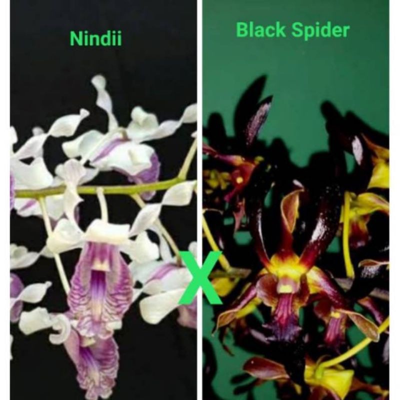Anggrek dendrobium black spider x nindii remaja up dewasa