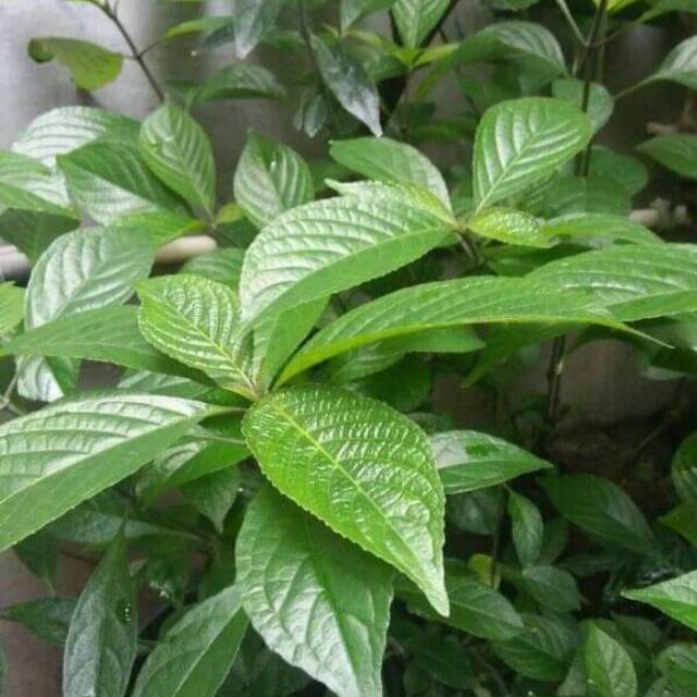 

Daun keji beling segar 500 gram untuk obat batu ginjal