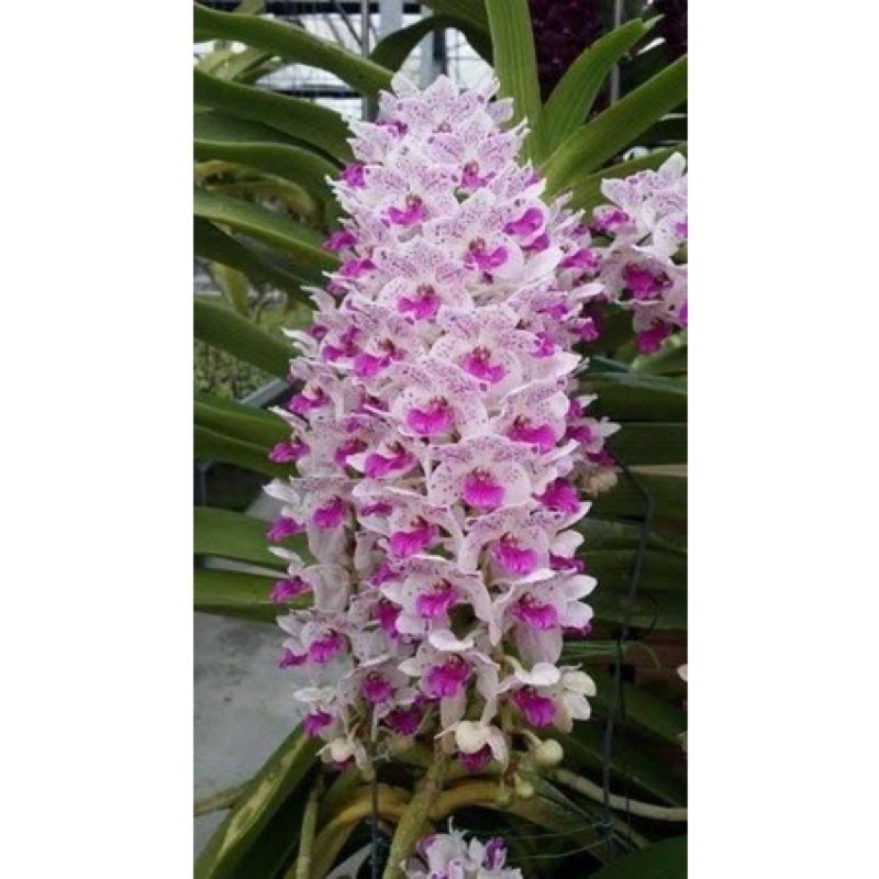 Anggrek Retusa Rhynchostylis Retusa Tanaman Hias/tanaman hidup/bunga hidup/bunga anggrek hidup/tanam