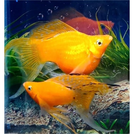 ikan molly sunkist balon hias aquascape