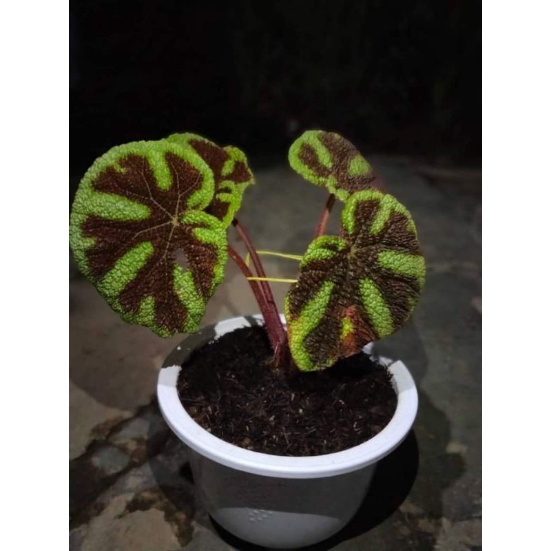 tanaman hias begonia tapak macan