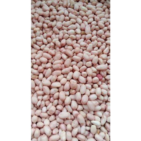 

Kacang Tanah asli Sumenep