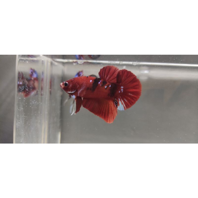 ikan cupang plakat red koi