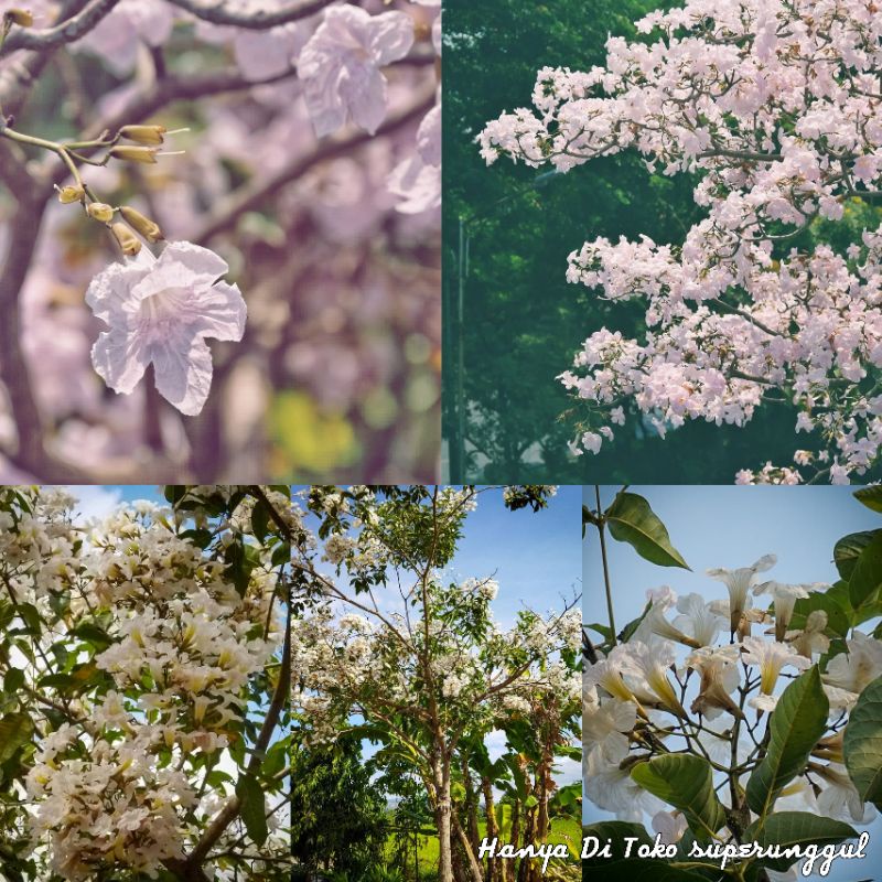 Bibit Bunga Tabebuya Warna Putih