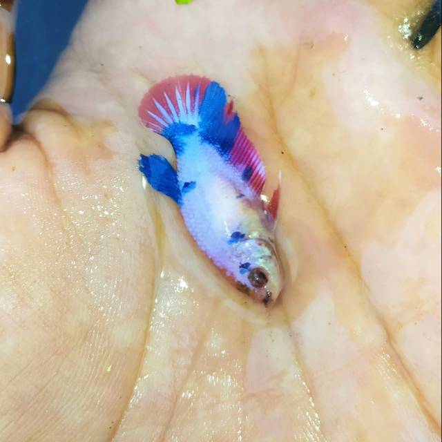 

Ikan cupang pink fancy