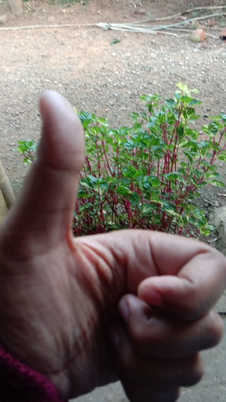 Arsara Maxy 6 - Gamis Calvin Jeans Jumbo Ld100-110/xl-4l / Andien Jumbo Maxy / 023-5529 / 022-5574