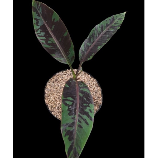 tanaman hias banana blood's