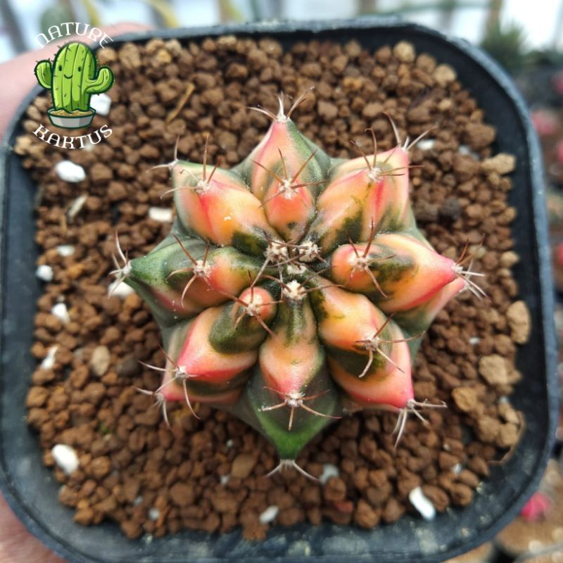 Kaktus-Sukulen Miha orange