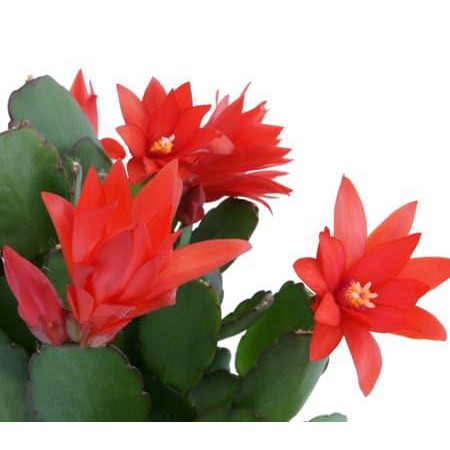 Tanaman Hias Wijaya Kusuma Kepiting Aneka Warna Ukuran JUMBO Dikirim 1POT