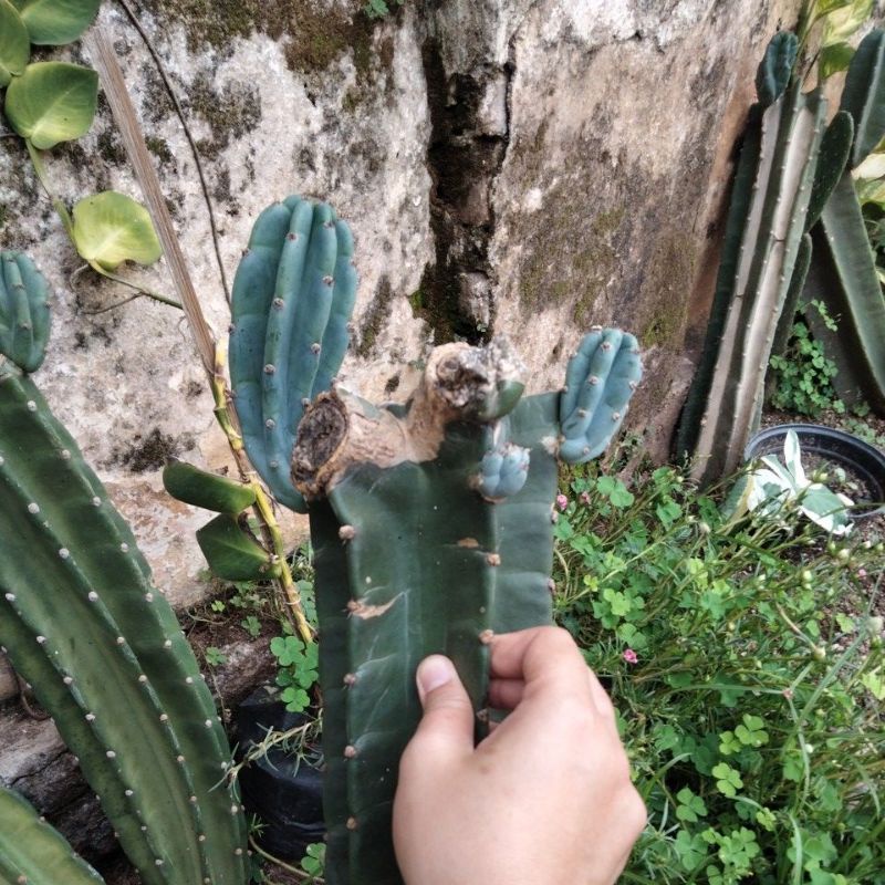 Bibit kaktus koboi bercabang 2-3 sudah akar