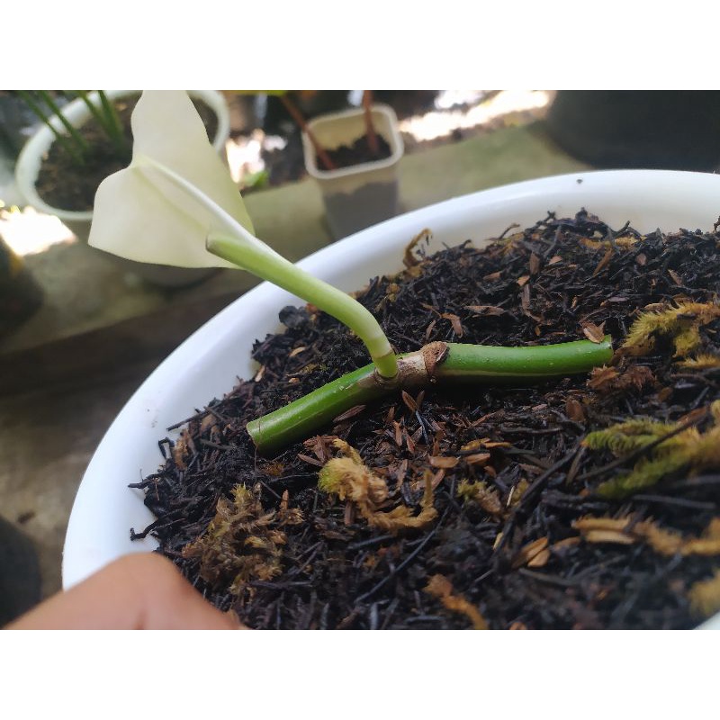 monvar monstera variegata