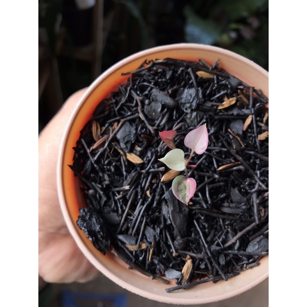 anthurium hokeri var pink