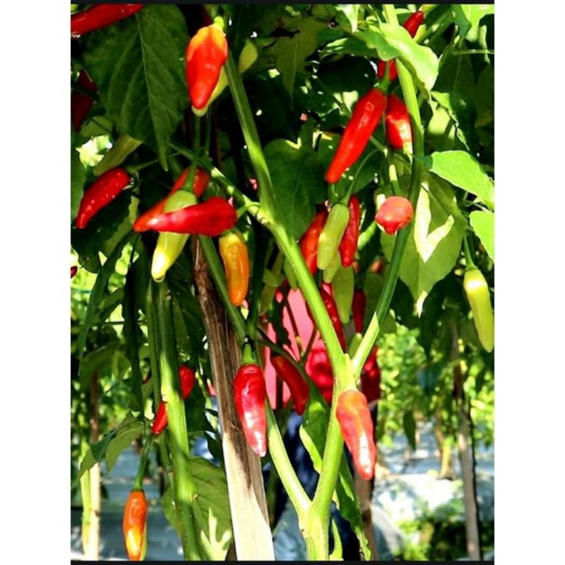 Benih Cabai Rawit Unggul Terbaru KALIBER WIJITANI 10 Gram - Cabe Rawit Merah - Cabai rawit-1