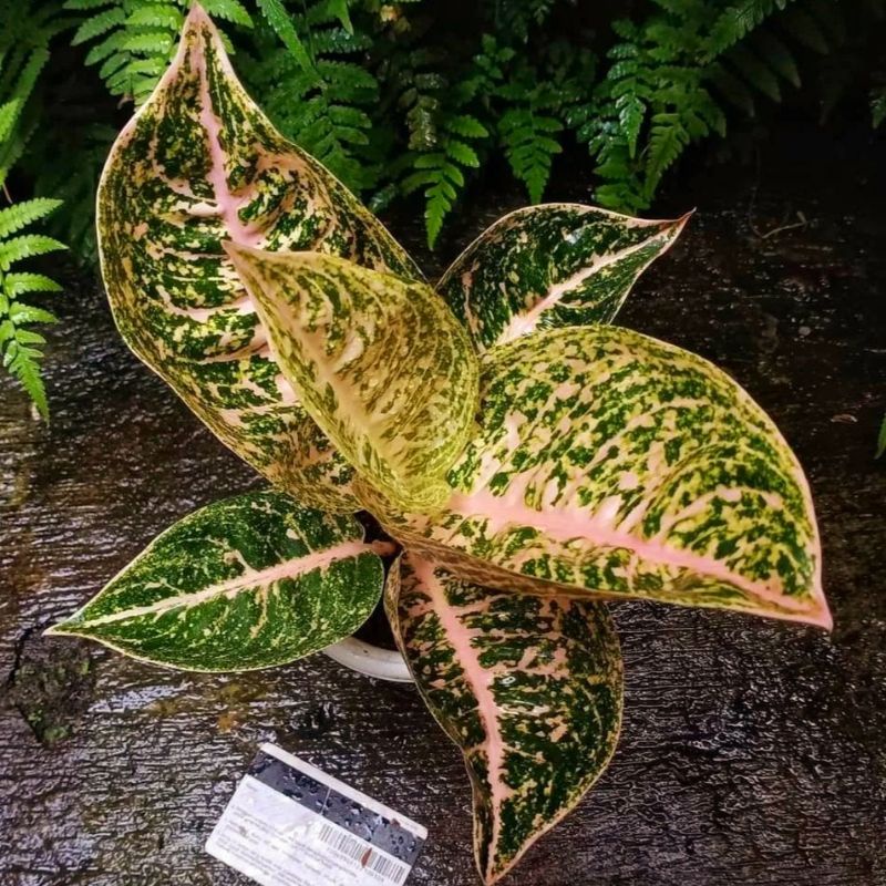 Aglonema mutiara mutasi || BUKAN BONGGOL - tanaman hias hidup - bunga hidup - bunga aglonema - aglao