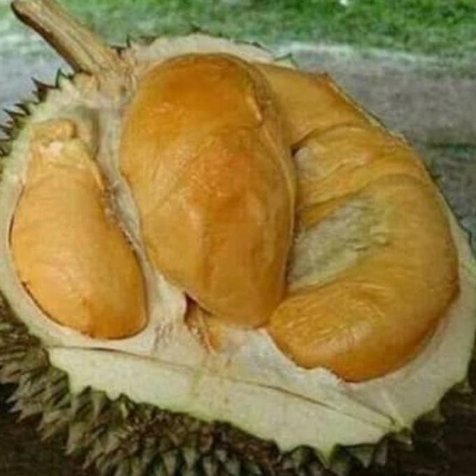 #_* BIBIT DURIAN DURI HITAM - OCHEE ASLI