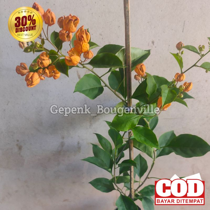 Bougenville Anggur Kuning Bugenvil Import Ori
