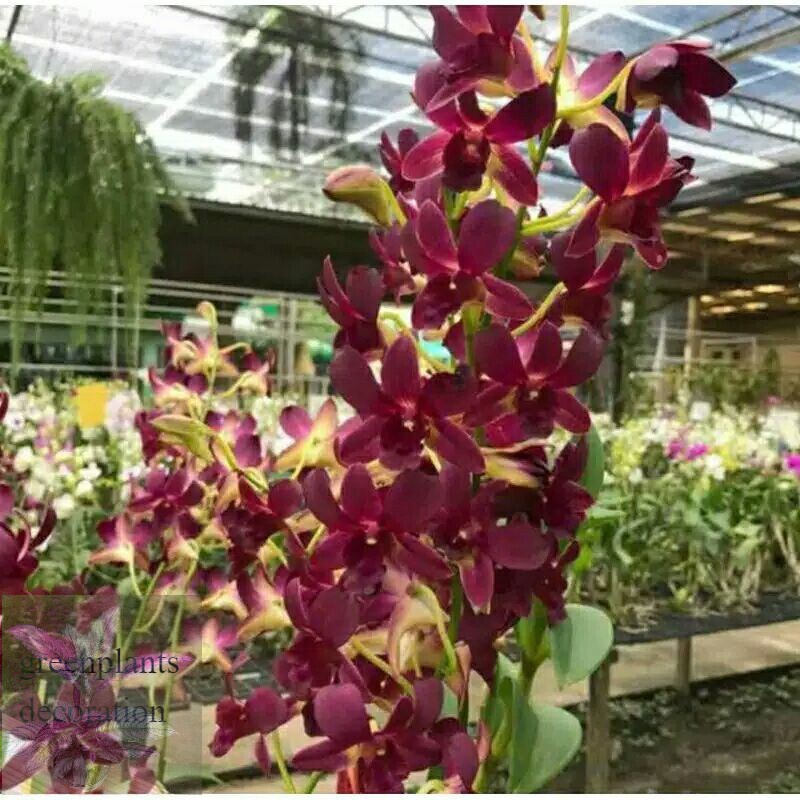 Seedling Anggrek Dendrobium Coyote Red