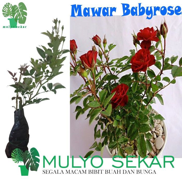 Tanaman hias hidup Mawar babyrose merah - bibit tanaman hidup baby rose