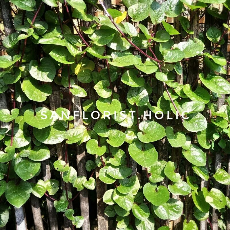 Daun Binahong Merah / Daun Binahong / Daun Binahong Merah Segar
