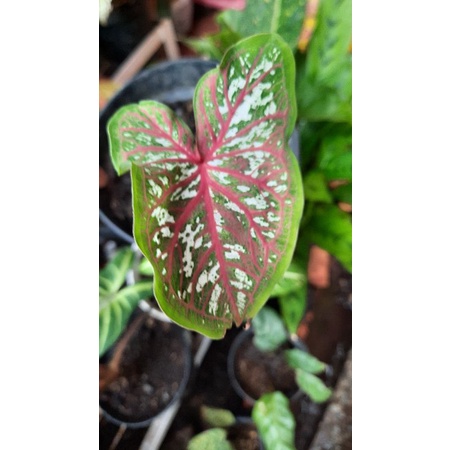 caladium whorton lance