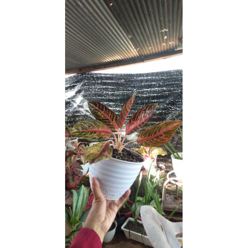 aglonema pride of sumatra mutasi