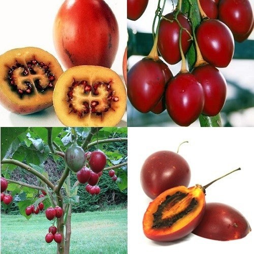 Bibit Benih Biji Terong Belanda Tamarillo - Bibit Tanaman Buah Terong Belanda - Terong Belanda - COD