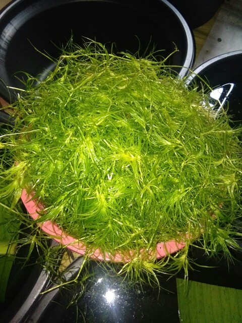 Pompa Air Micro Submersible Mini Dc 5v 2-3l / Min Untuk Akuarium Ikan