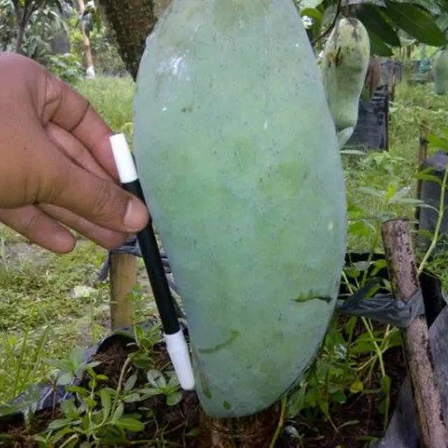 Bibit Buah Mangga Kioje Okulasi // Bibit Mangga Kiojay Okulasi