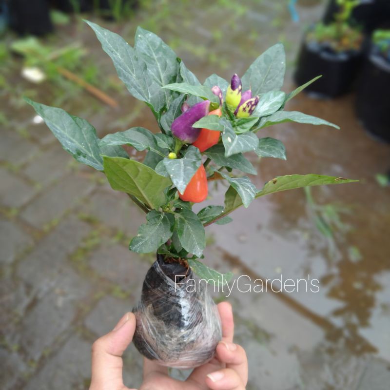 Cabai pelangi (Capsicum annuum) - Tanaman Hias Konsumsi Cabe / Cabai / Lombok Pelangi ( Sudah Berbuah )