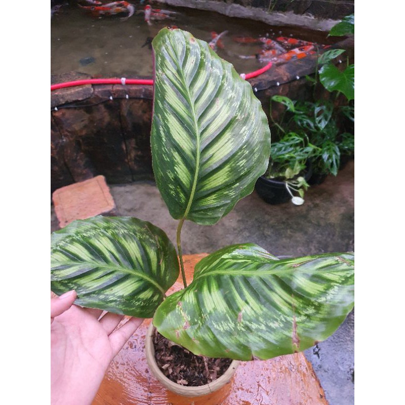 Calathea Flamestar Hibrit