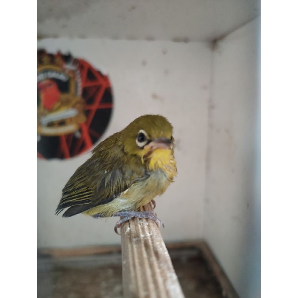 pleci pacitan lolohan jantan