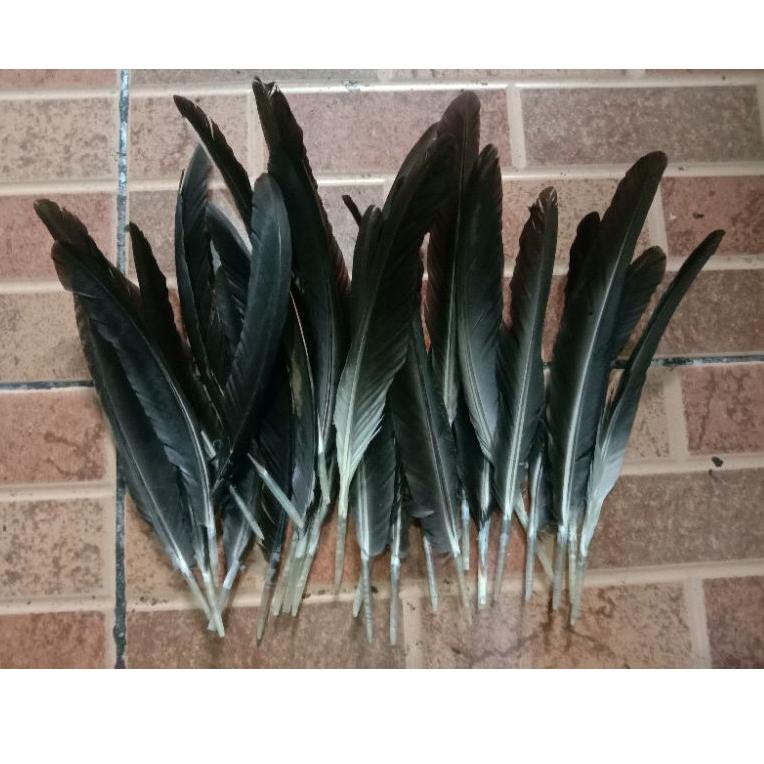[KODE PRODUK X3332] Bulu Sayap Ayam Jago Warna Asli Hitam 50 Helai