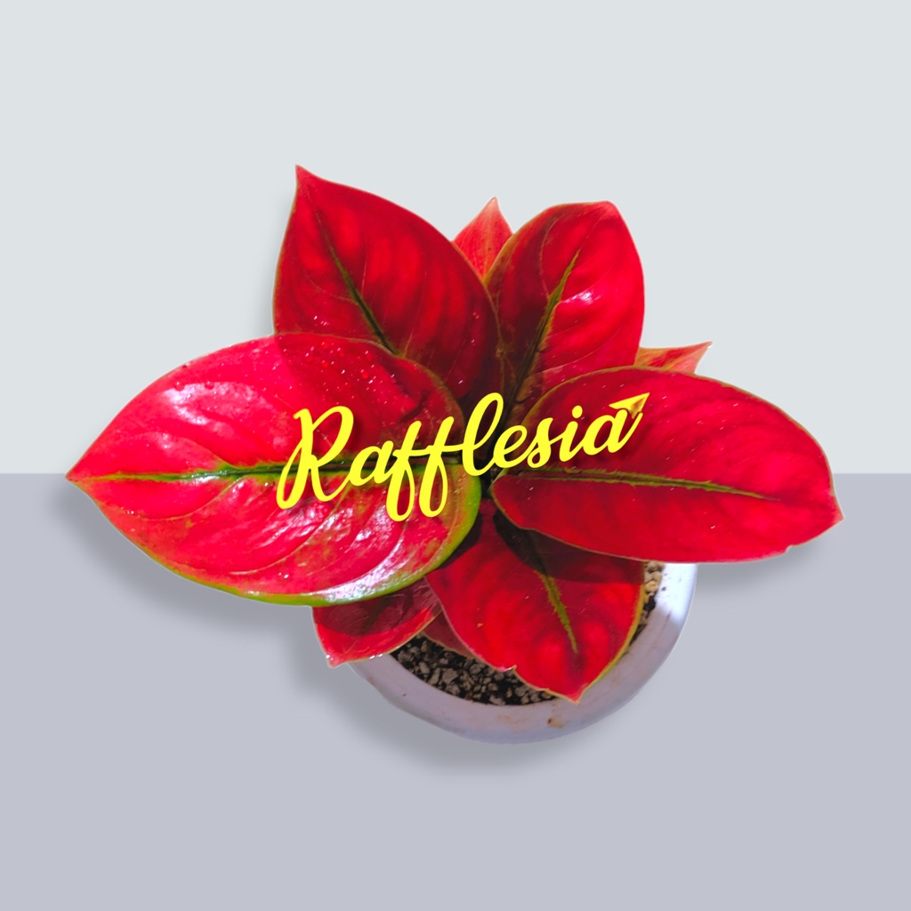 Aglonema Ayunindi (Remaja 5-6 Daun)