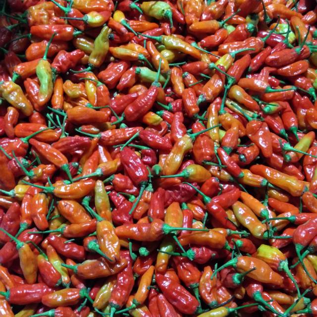 

Cengek / Rawit Merah 250 gr