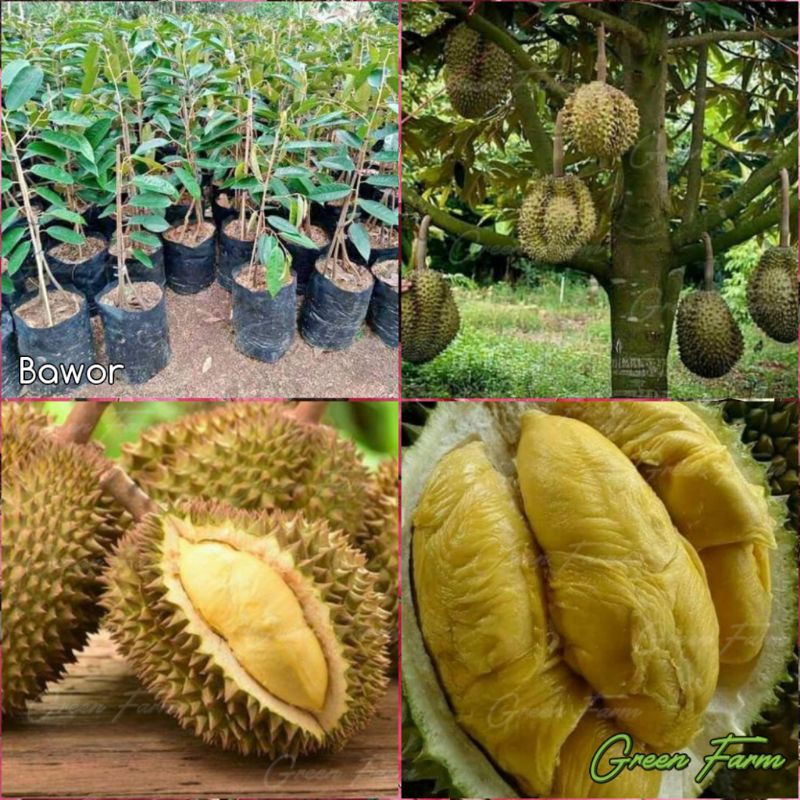 Bibit Durian Bawor / Durian Bawor Super