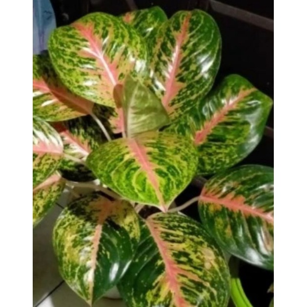 aglonema bigpapa indukan