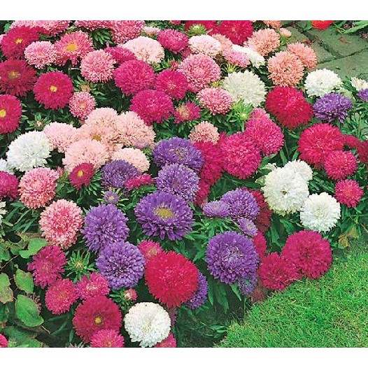 Bibit Benih Biji Bunga Powder Puff Aster Mix Flower - Biji Tanaman Bunga Powder Puff Aster Mix - COD