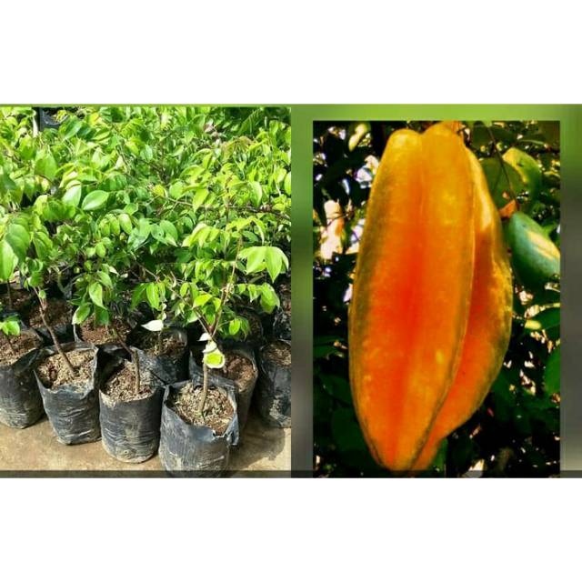 Bibit belimbing bangkok